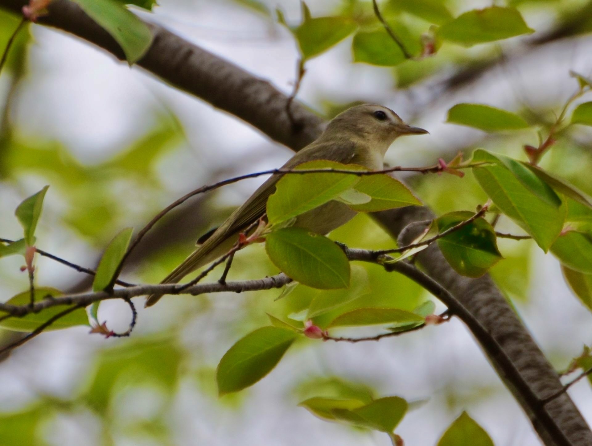 Warbling Vireo by Andy Reago and Chrissy McClarren is licensed under CC BY 2.0.
